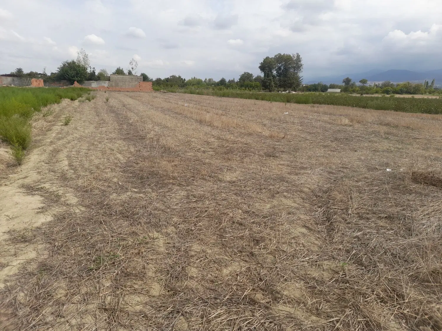 زمین کشاورزی