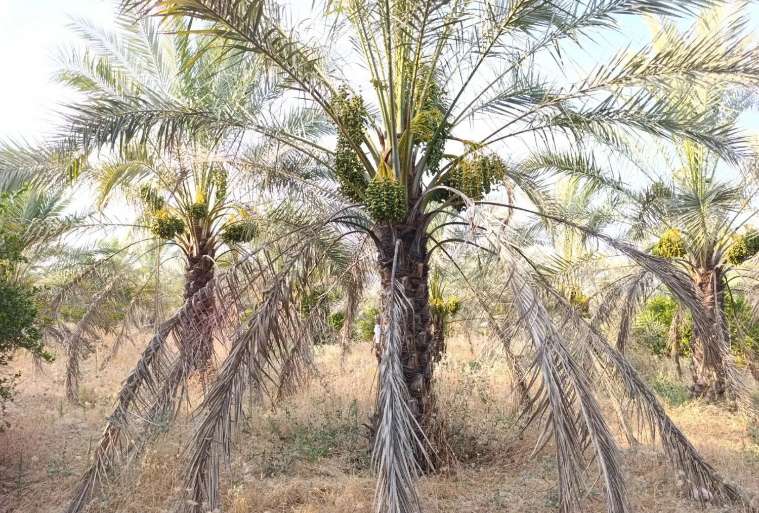 زمین فروشی