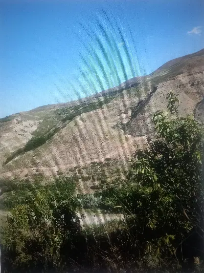 باغ میوه