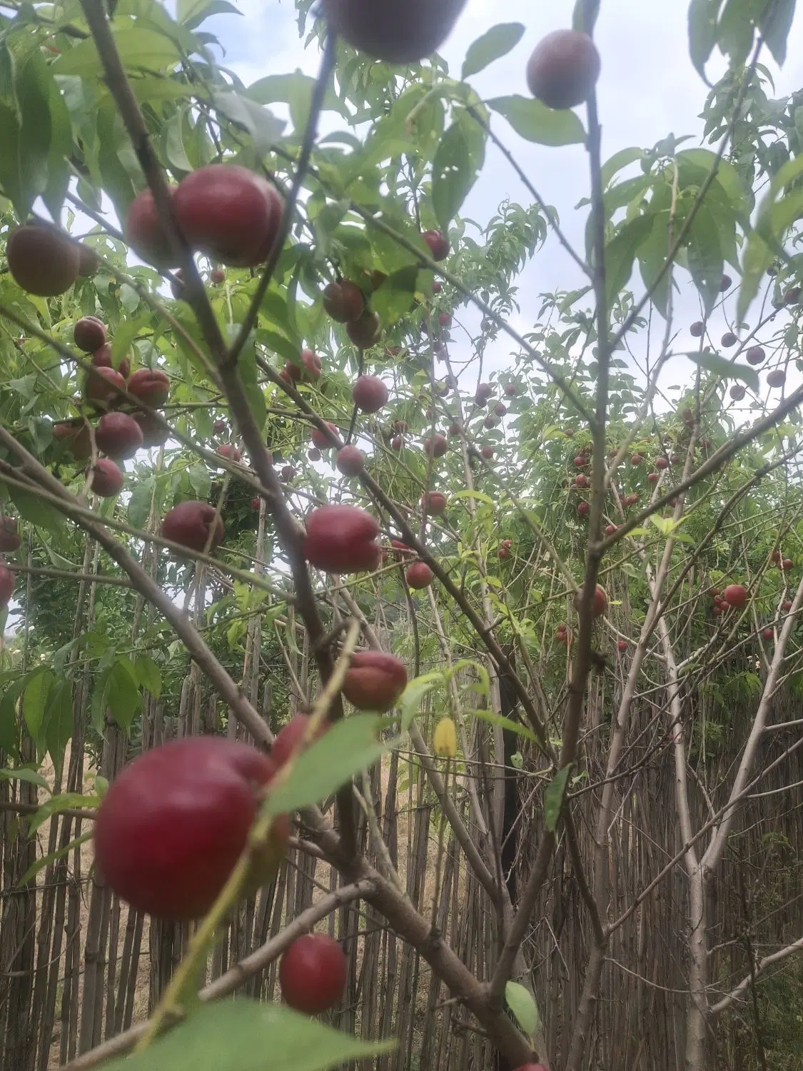 زمین باغ گلند تاریکی