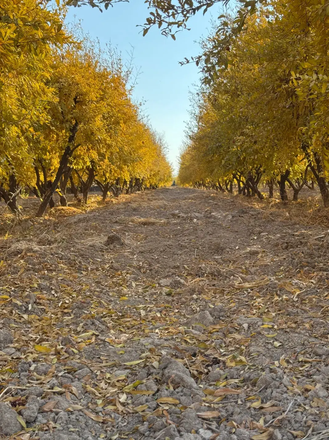 زمین های باغی قیمت مناسب