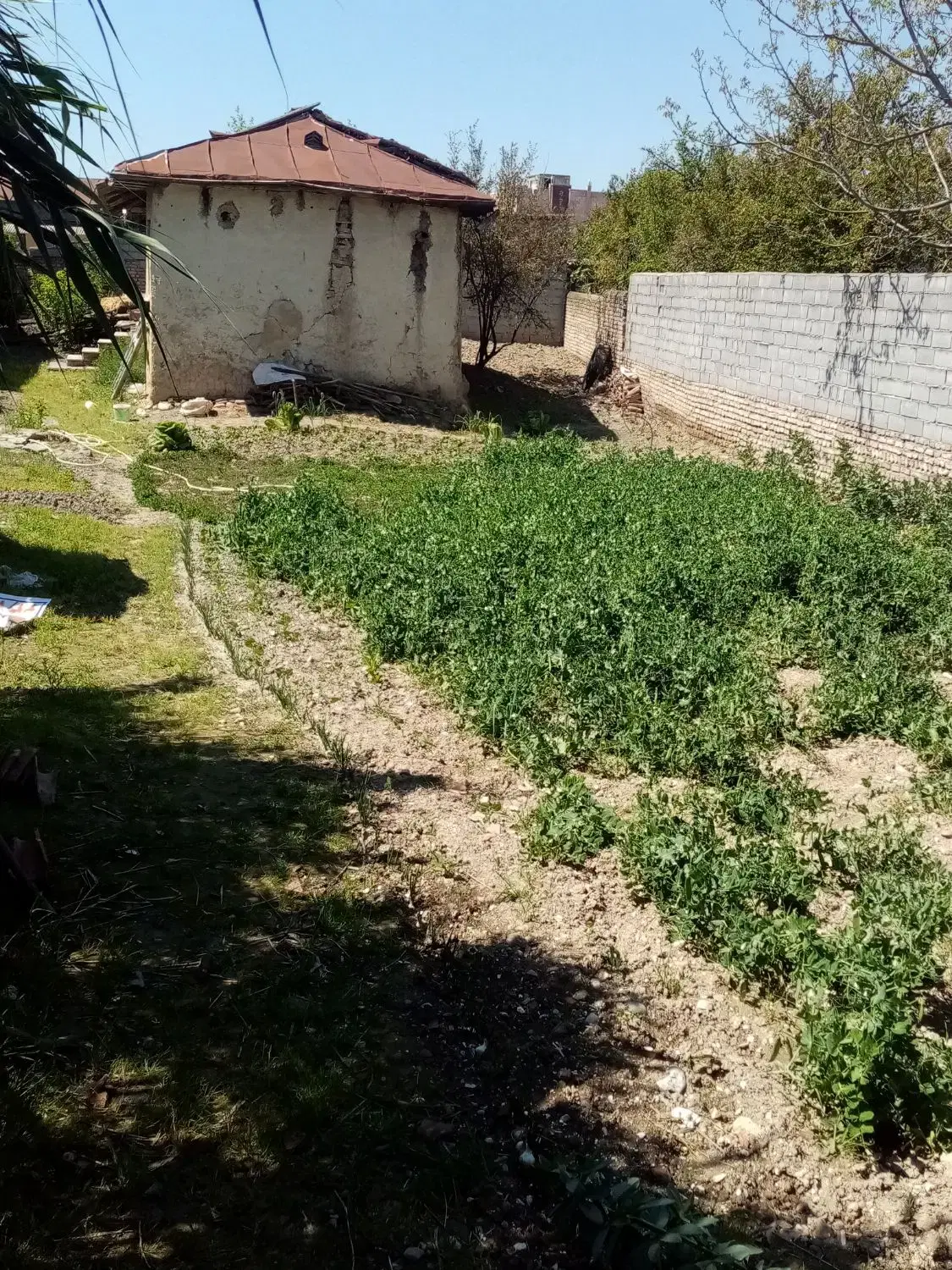 حیاط مسکونی
