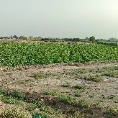 اجاره زمین کشاورزی