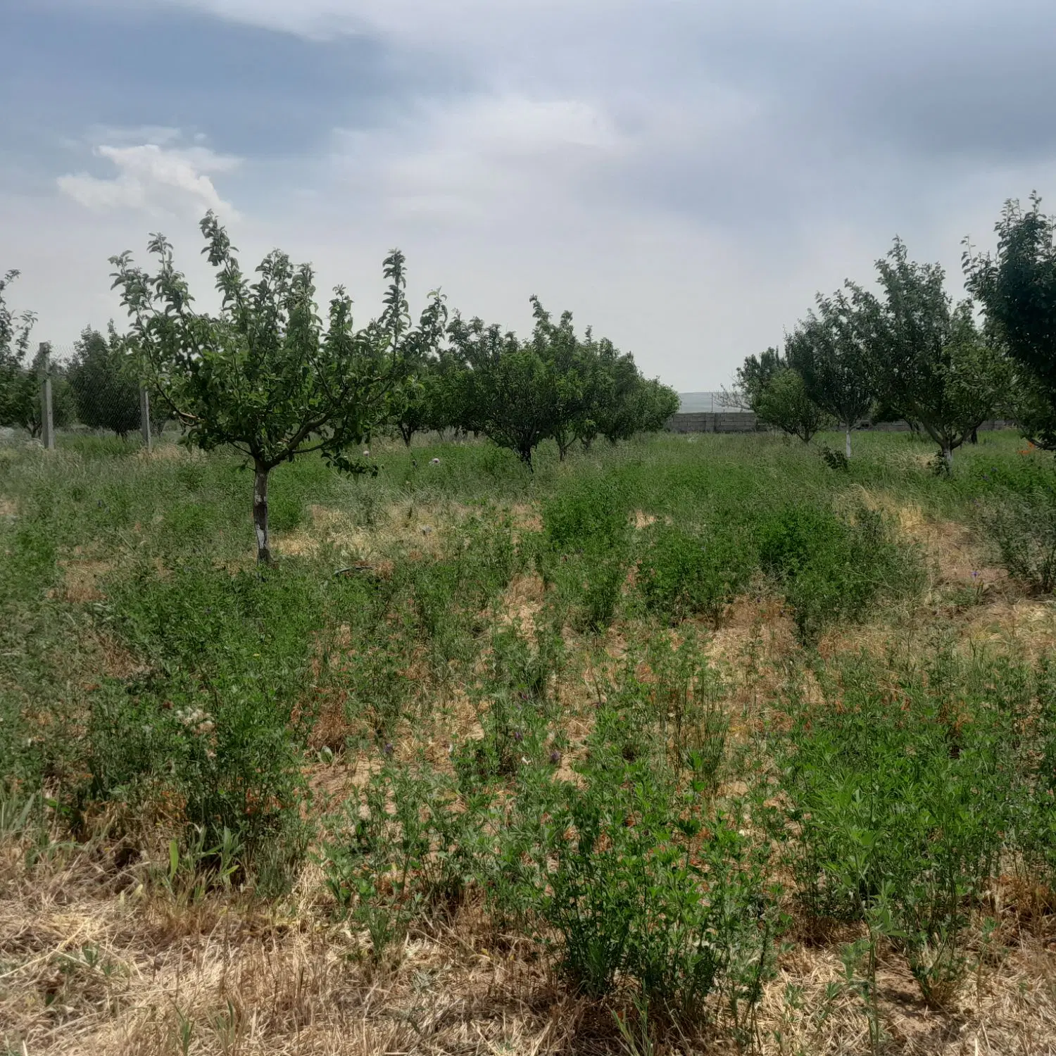 باغ ویلا الینجه النجق بناب مرند معاوضه