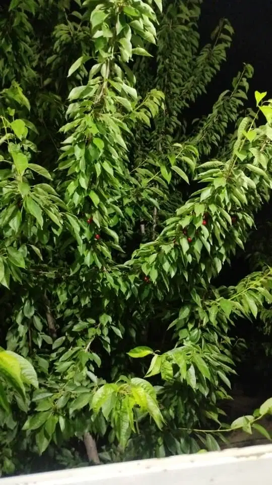 باغ
