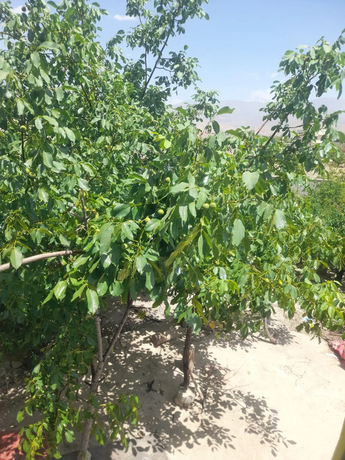 باغ ویلا