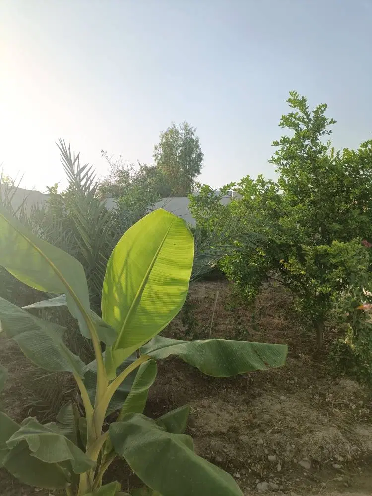 اجاره روزانه باغ ویلا لاکچری