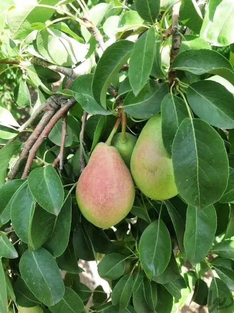 باغچه ۹۵۰ متر تکالو