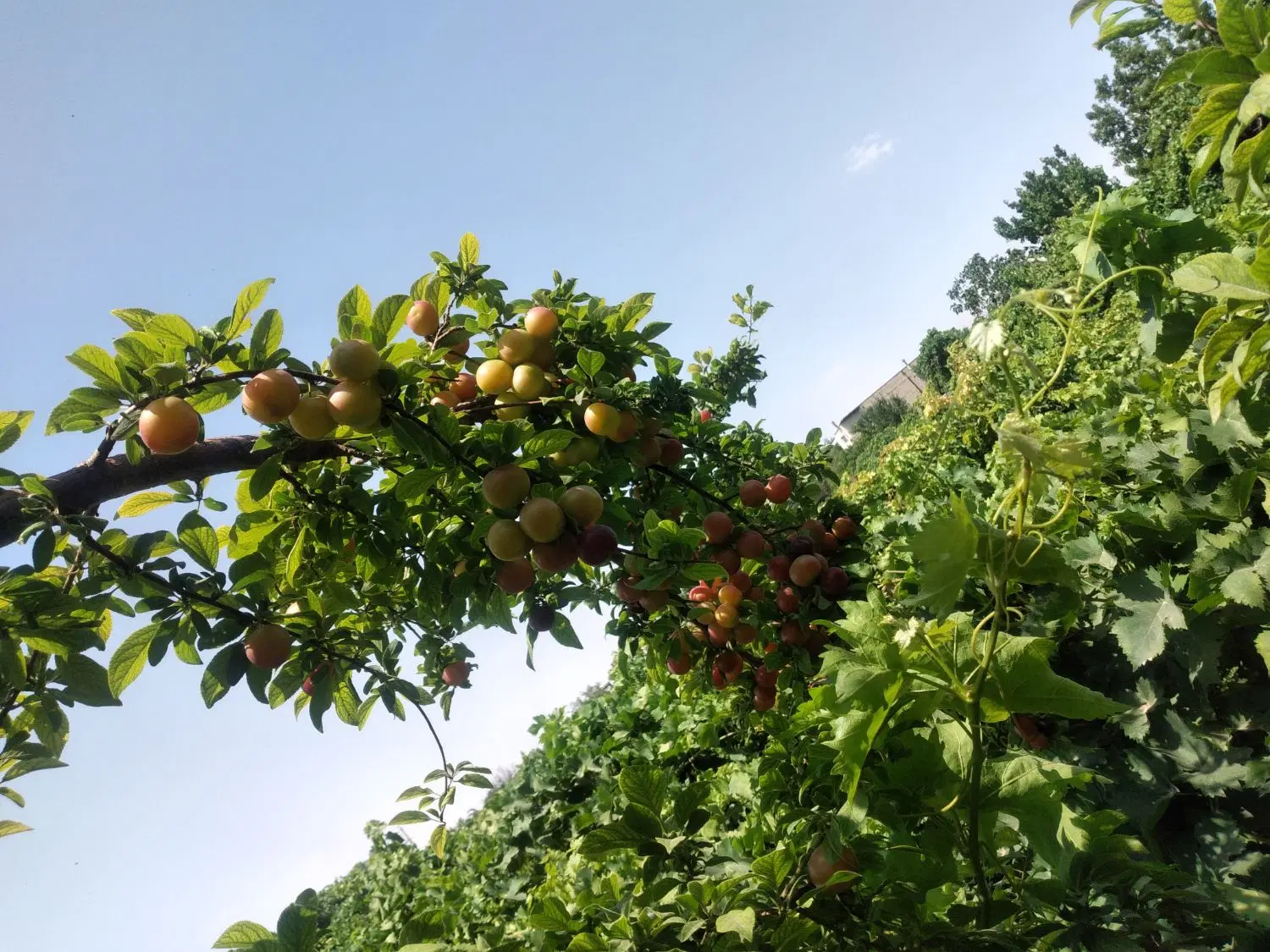 فروش باغچه