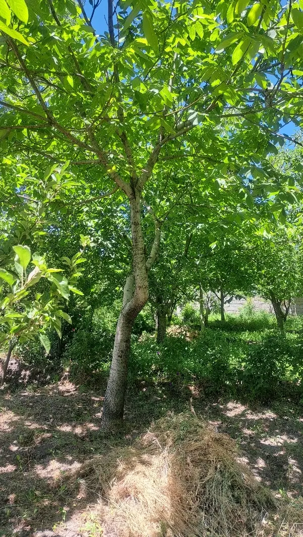 باغ سرسبز نقلی