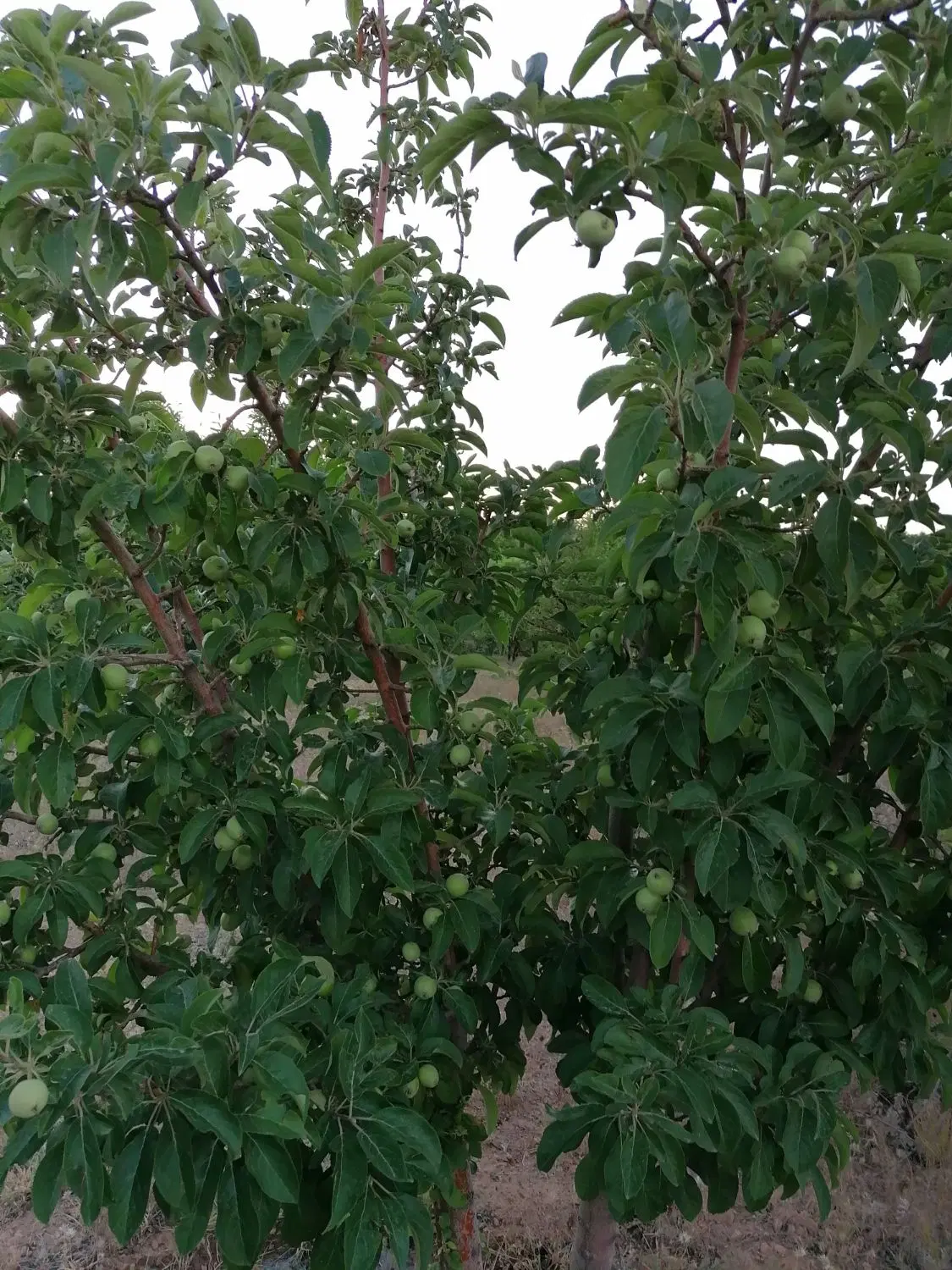 زمین زراعی با آب 8 اینچ
