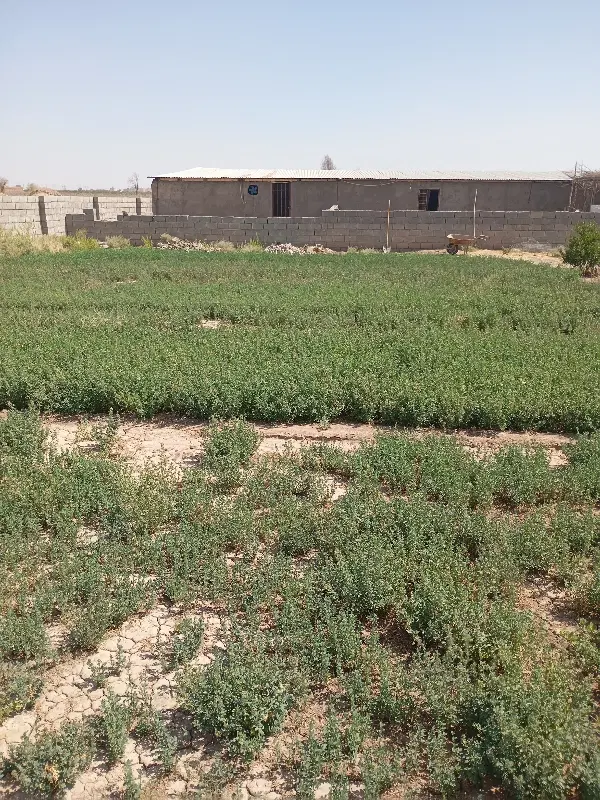 دامداری بهترین جا نزدیک شهر رو به رشد اینده
