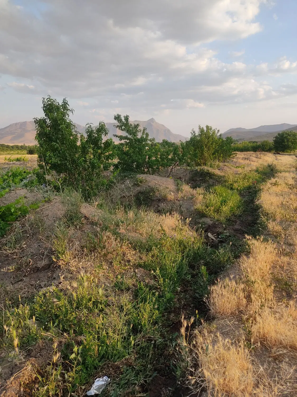باغ روستای ورچق۲۵۰۰متر قیمت مناسب