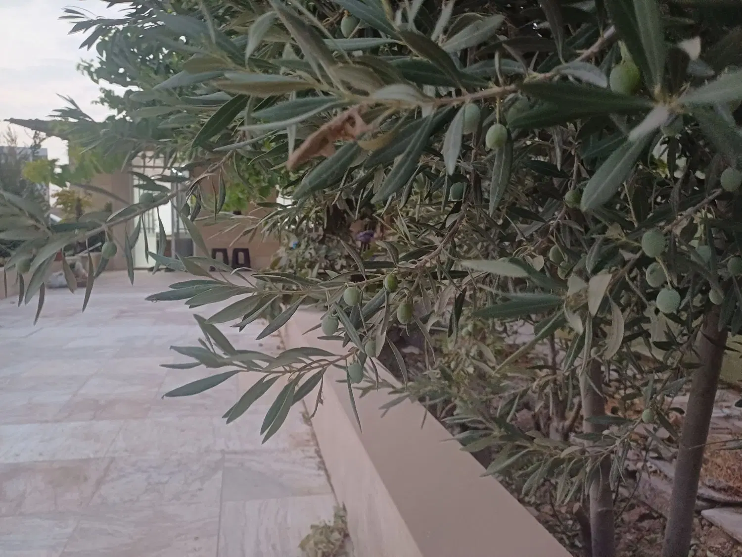 باغ ویلا