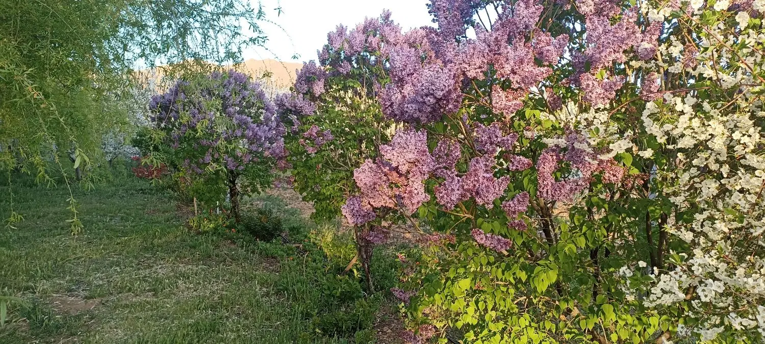 باغ سرسبز مناسب ساخت ویلا
