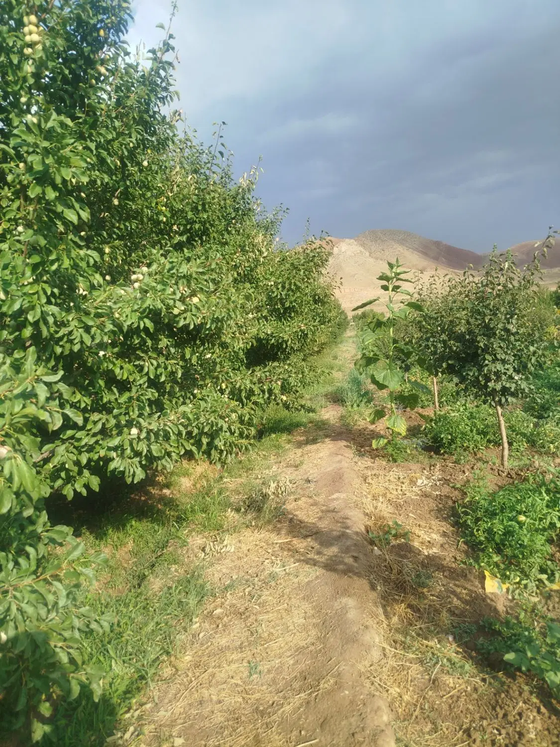 باغ آلو