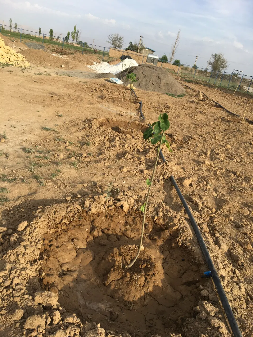 اجاره زمین کشاورزی