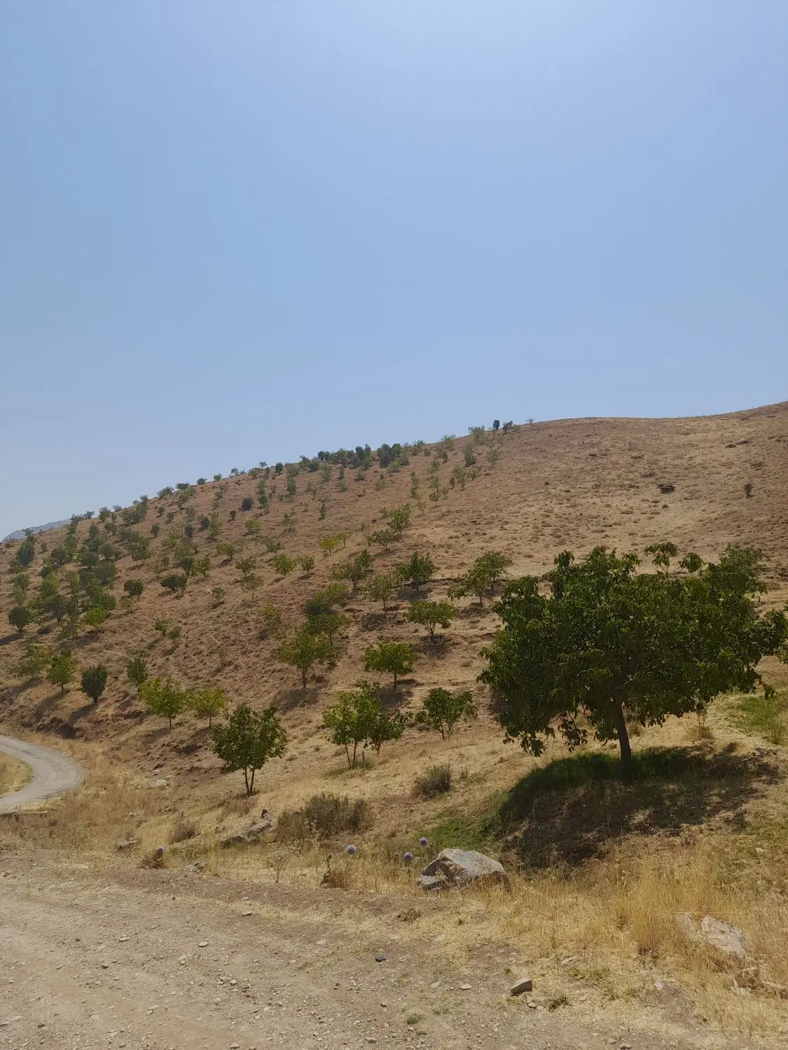 فروش باغ و زمین