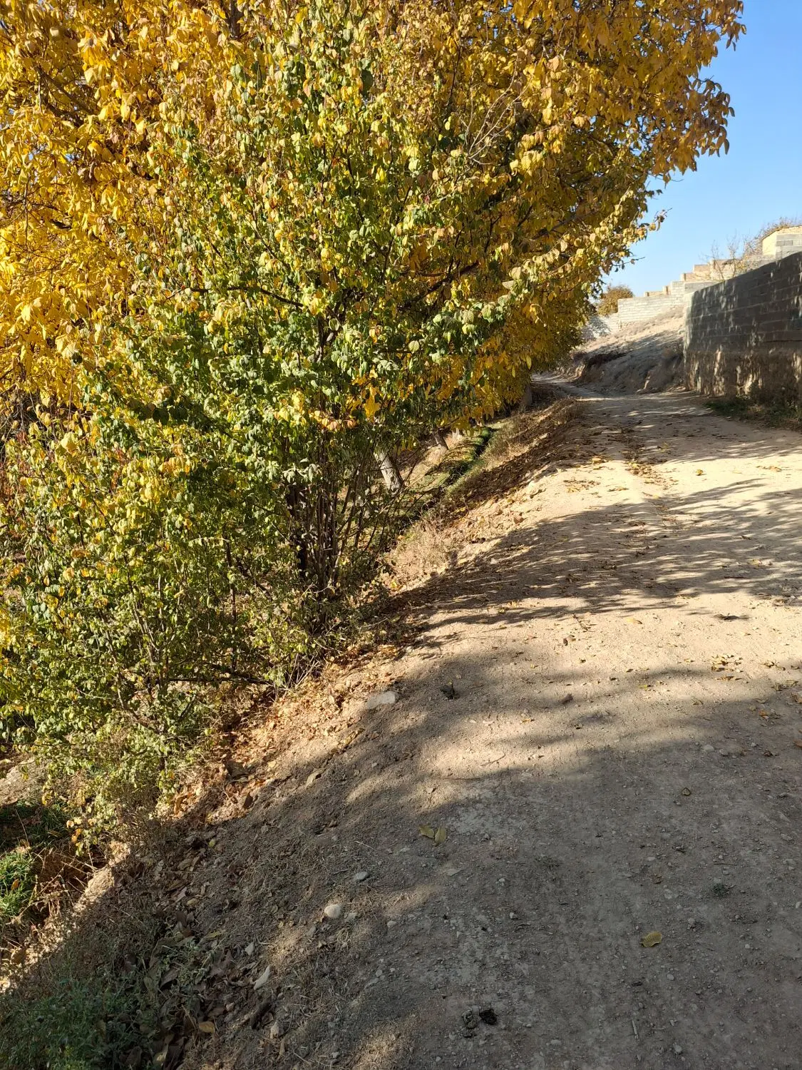 باغ گیلاس کلاته نقی