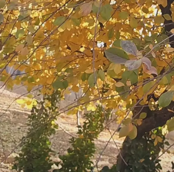 فروش زمین باغی