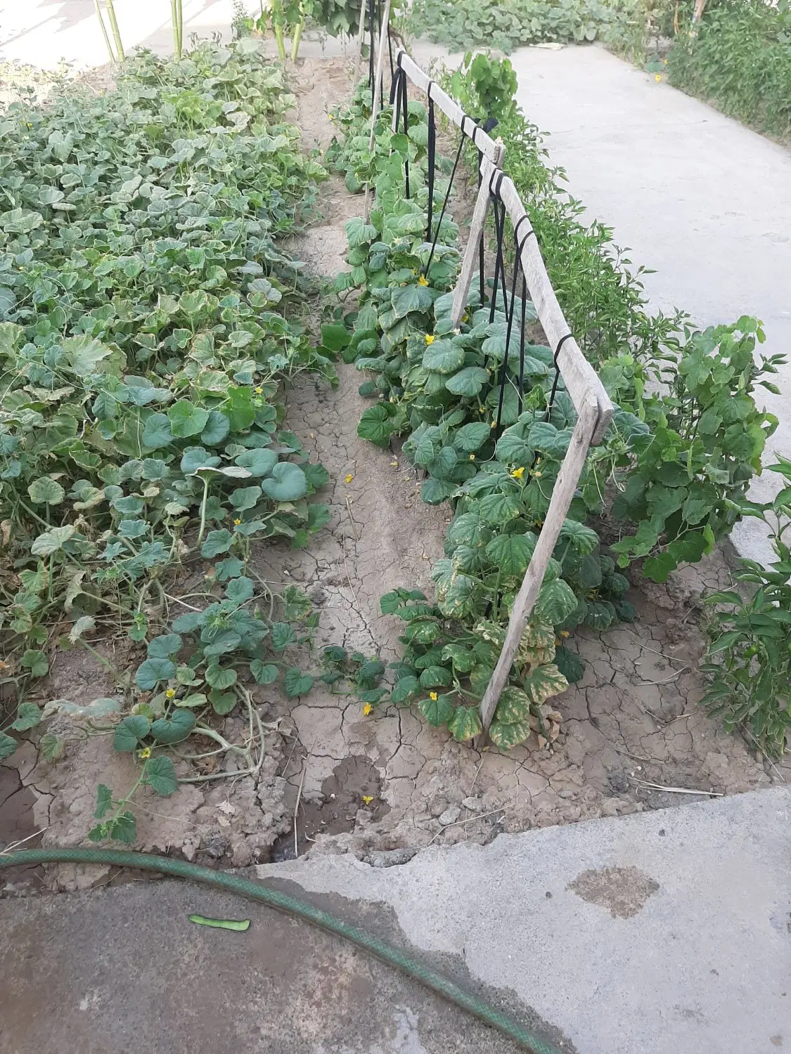 خانه وباغچه کوچک ۹کیلومتری جاده تبریزروستای گویجلو