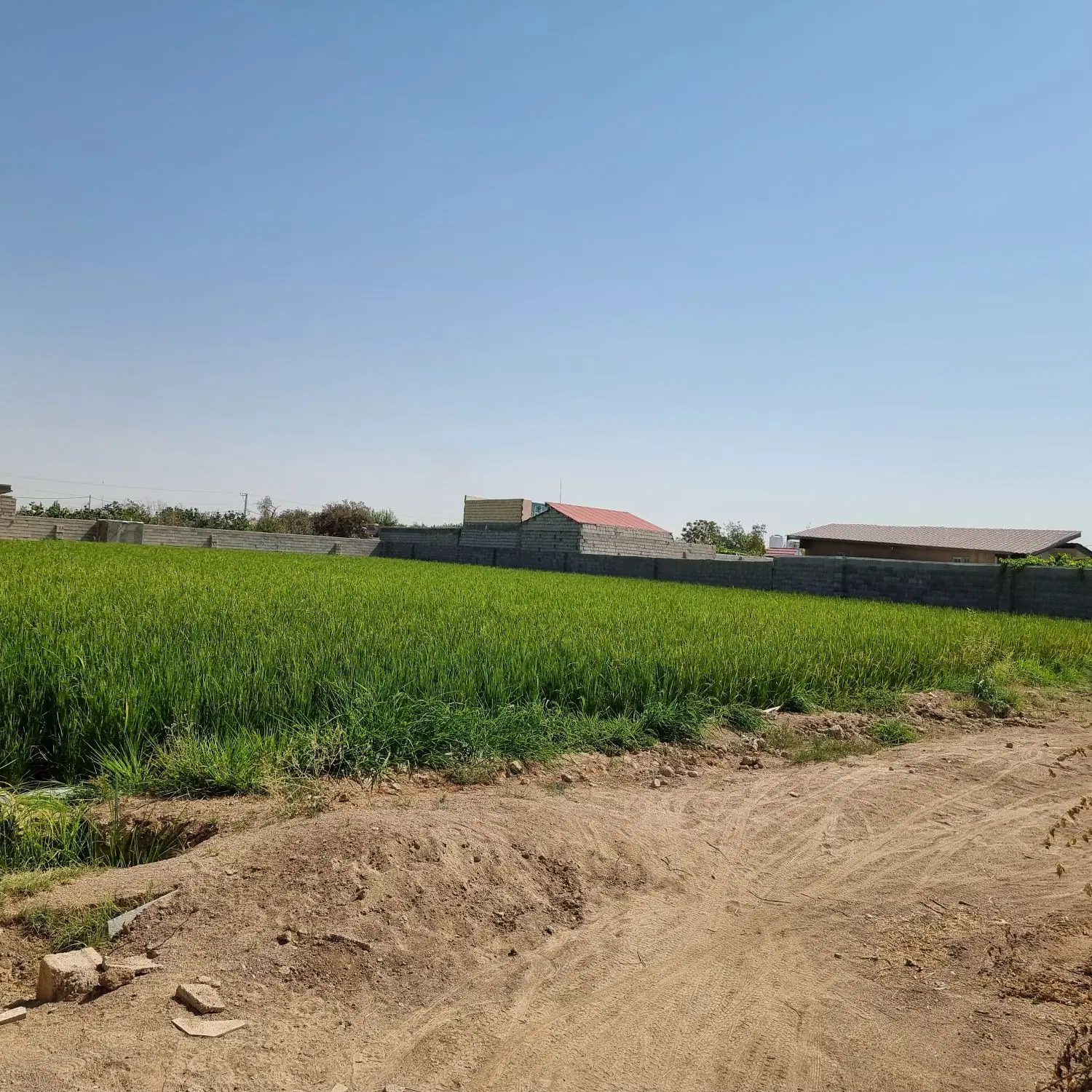 زمین باغی