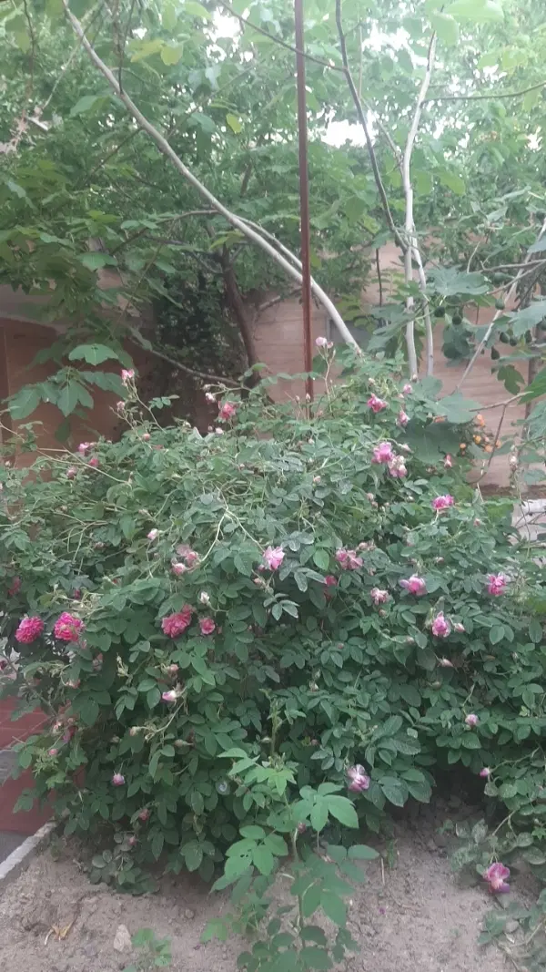 ویلایی در پونک یک واحد از دو واحد ۱۶۰ متر