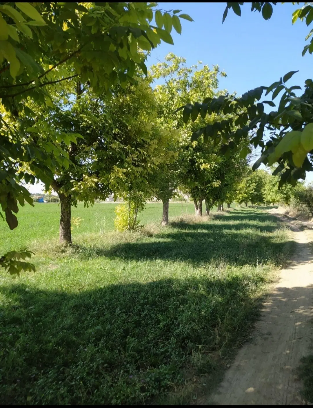 باغ گردو