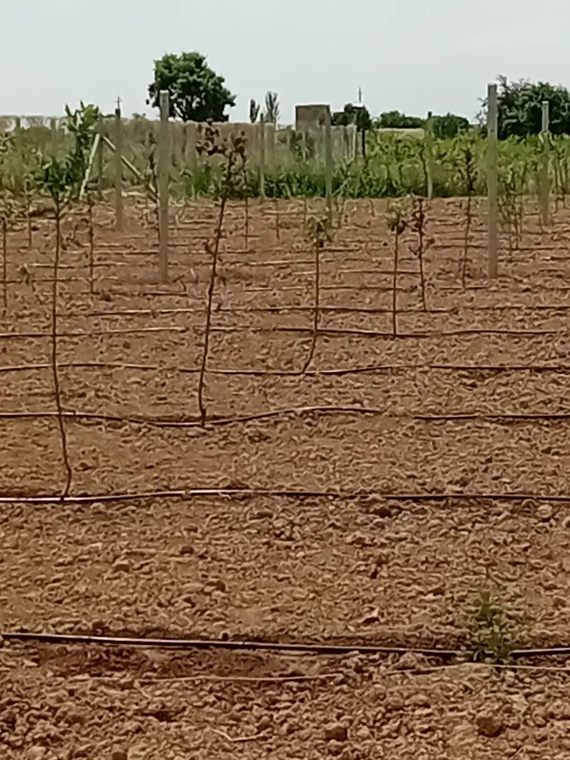 باغ میوه ۴۰۰متری درتاکستان
