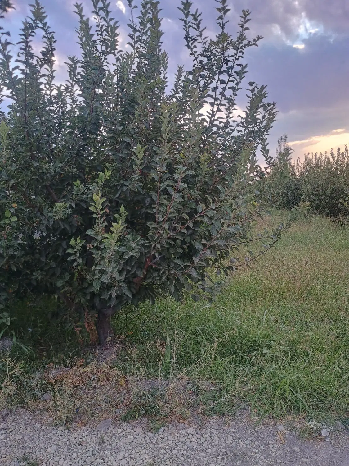 فروش باغچه الوان