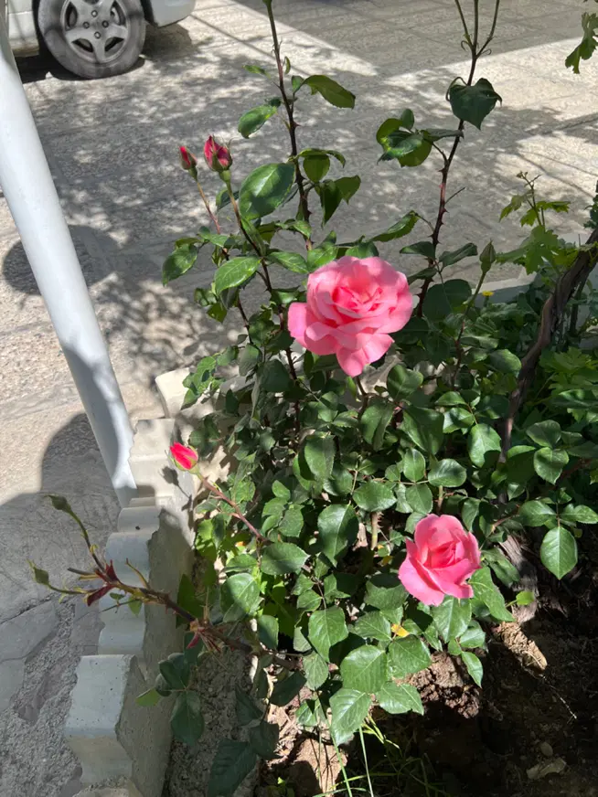 باغ ویلای 1500 متری رویال