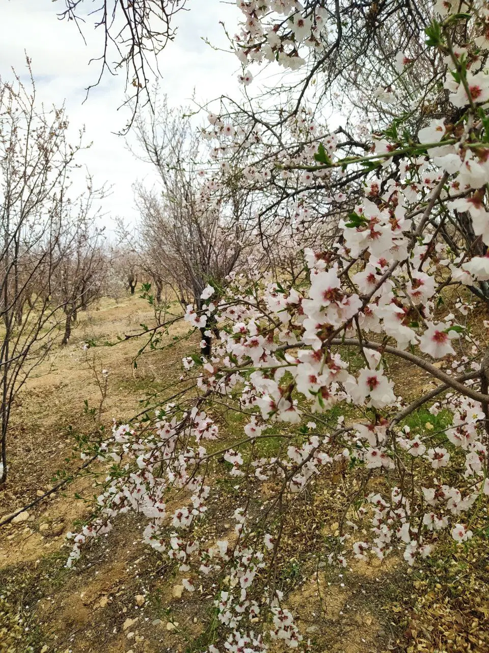 زمین و باغ