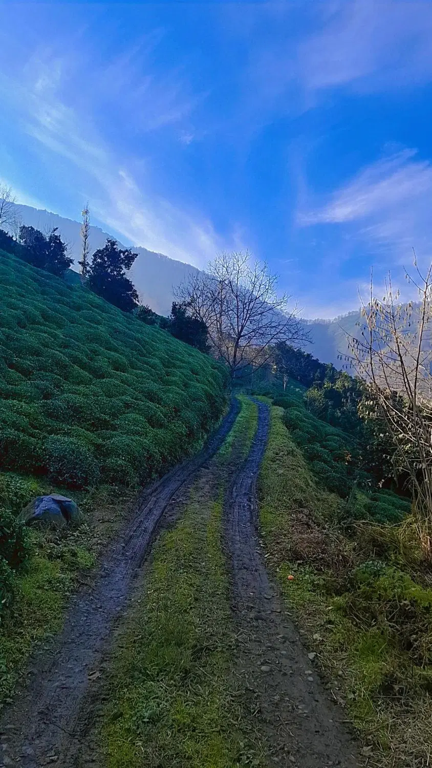 باغ چایی