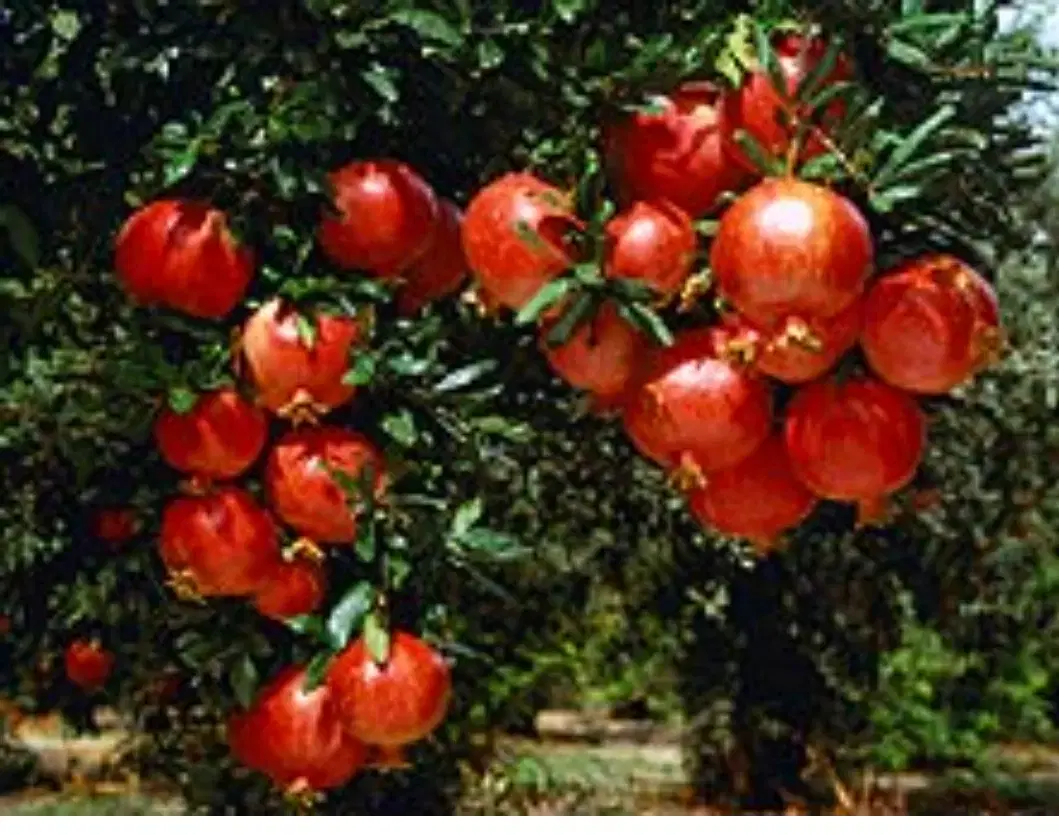 باغچه 500 متری معالی آباد داخل مجموعه خصوصی