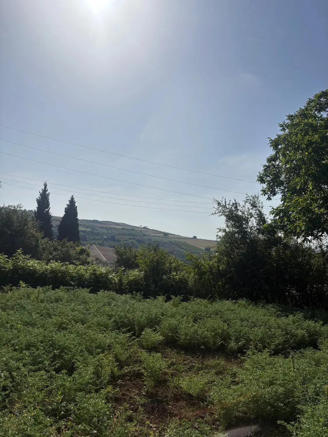 فروش ۲۵۰ مترزمین مسکونی در روستای قلعه سر نکا