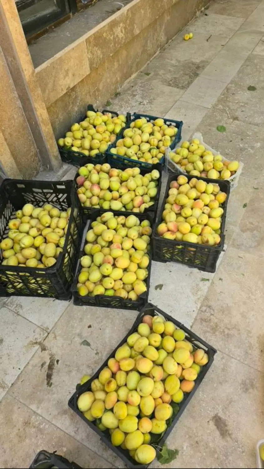 باغ ویلا ۵۰۰ متری با کنتور برق و آب و درختان قدیمی