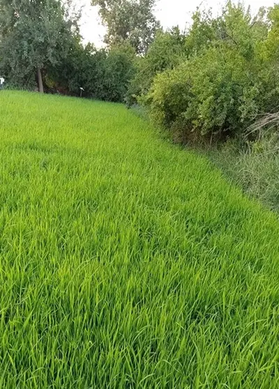 زمین مسکونی