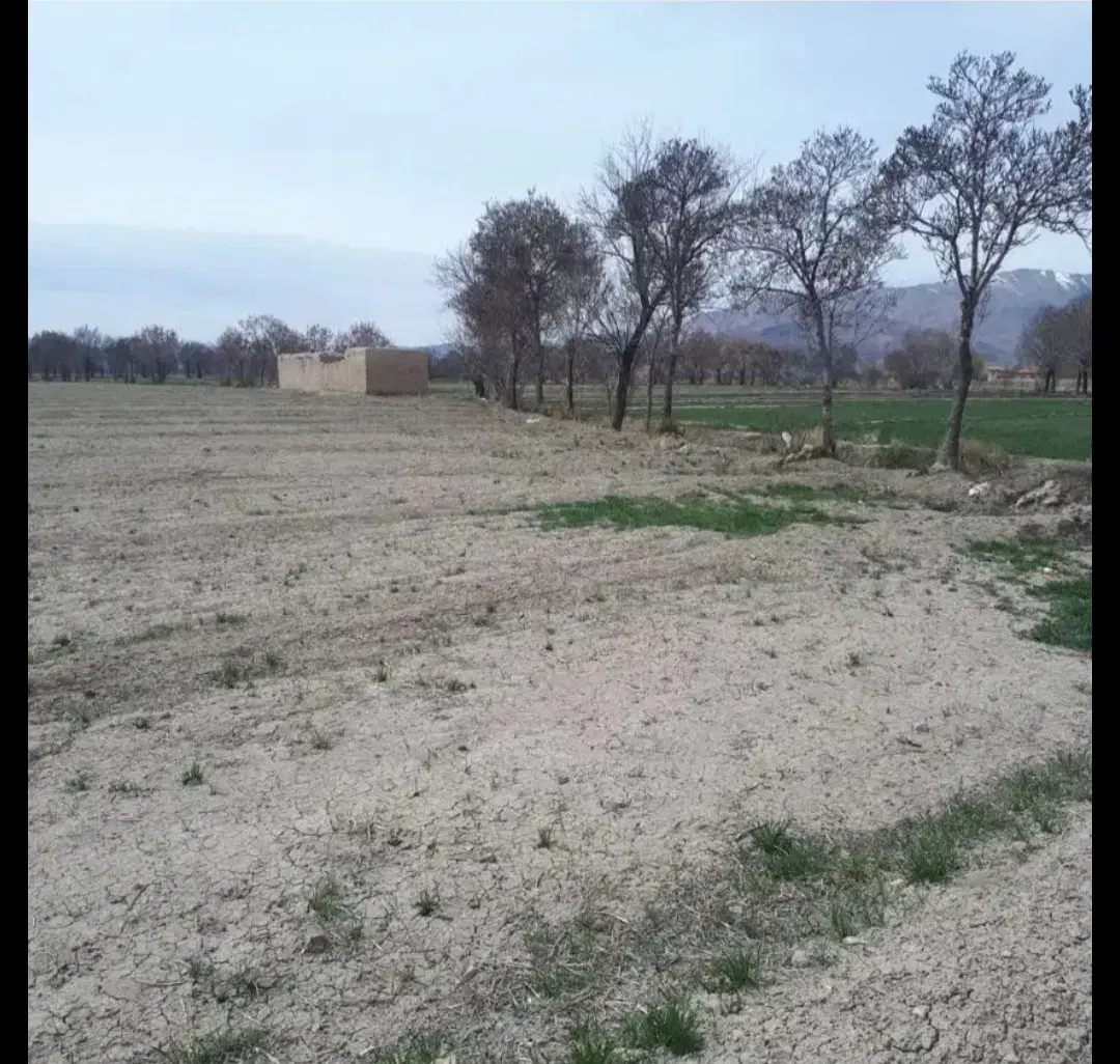 زمین کشاورزی و باغ سند تگ برگ