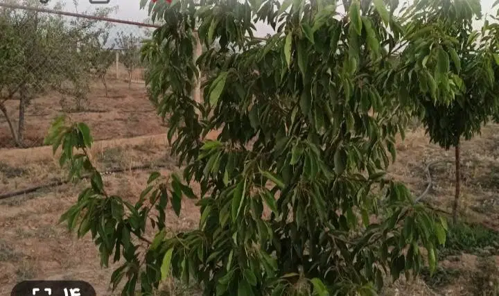 فروش باغ گاو خانه