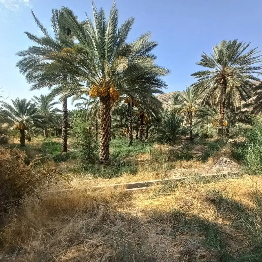 فروش زمین و  باغ نخل روستای خیرک