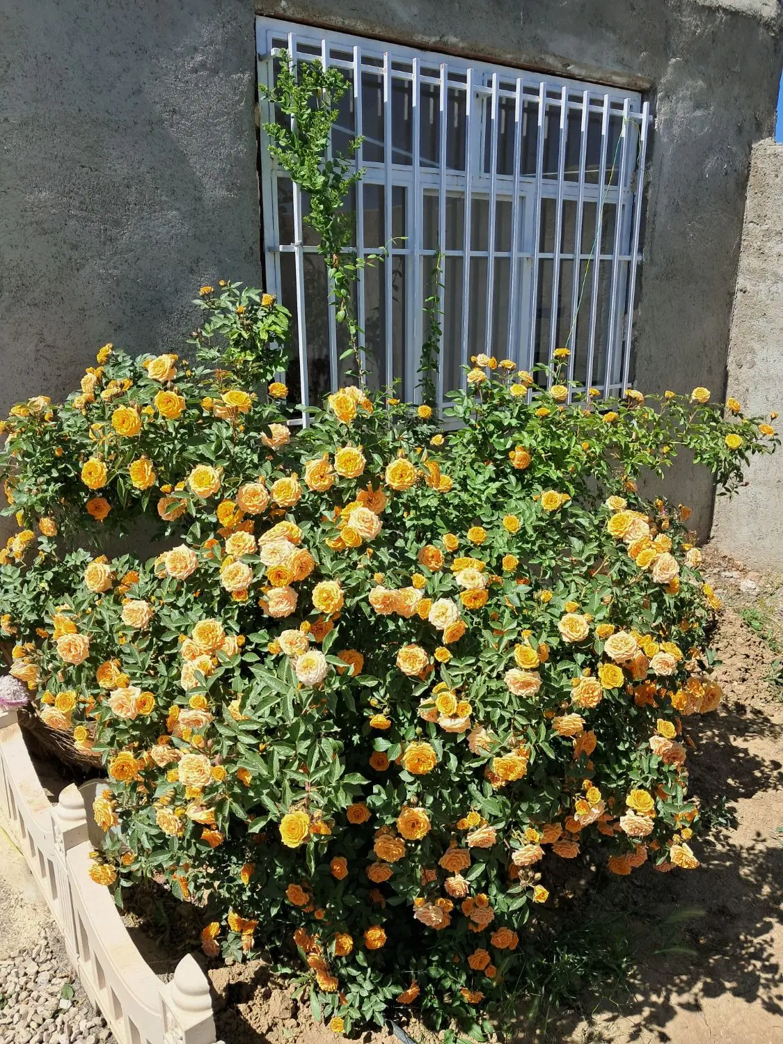 فروش باغ