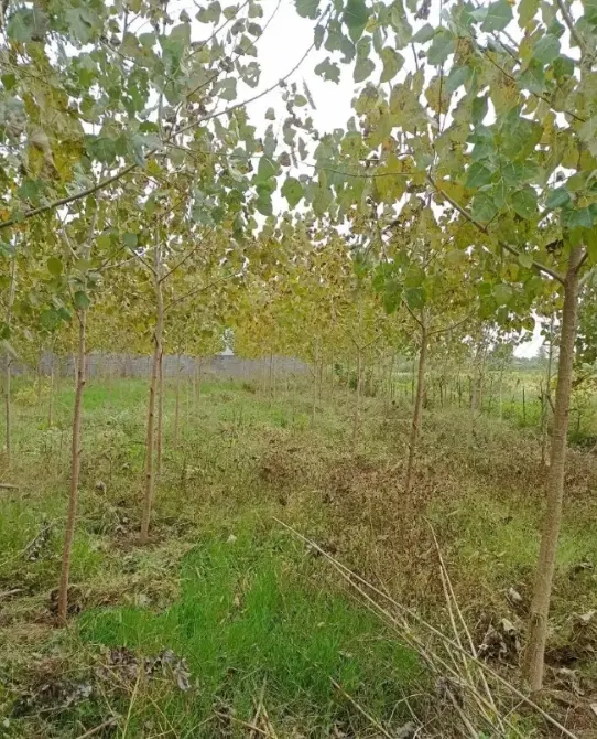 فروش یا معاوضه زمین روستایی سنددار با اپارتمان