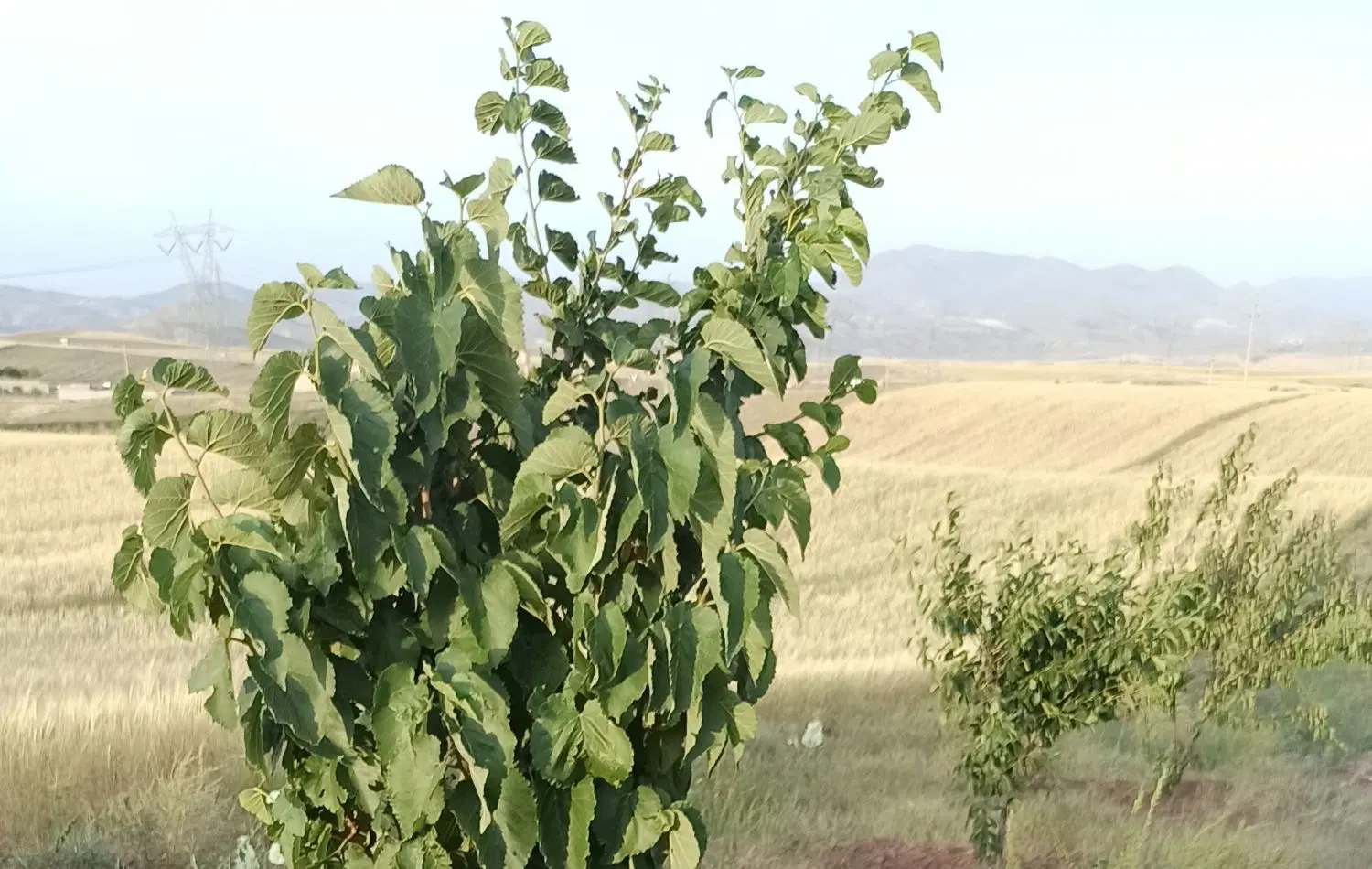 زمین باغ