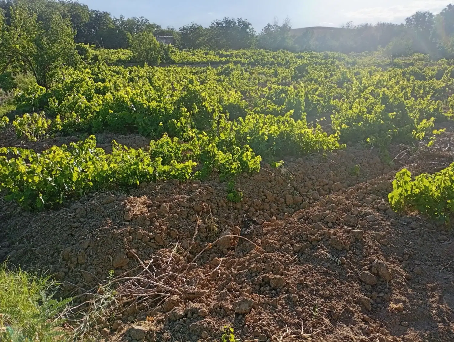 یه قطعه باغ انگور واقع در روستای معروف