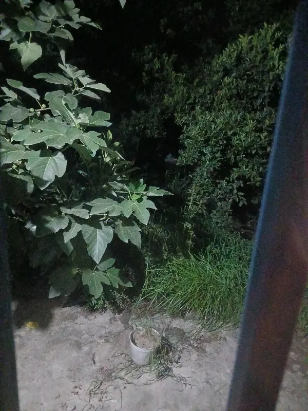 زمین تجاری مسکونی روستای نظام آباد دشت سر آمل