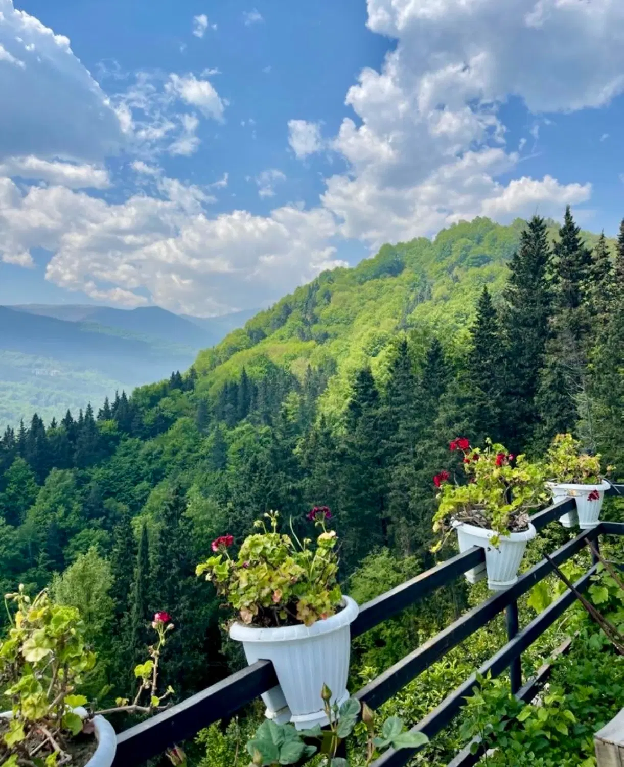 استخرجنگلی دوخواب دربست