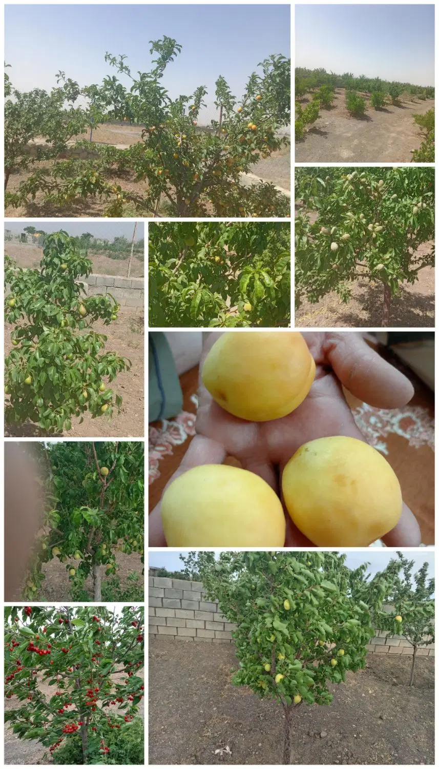 باغ میوه سرسبز