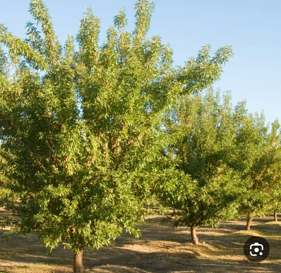 باغ کشاورزی