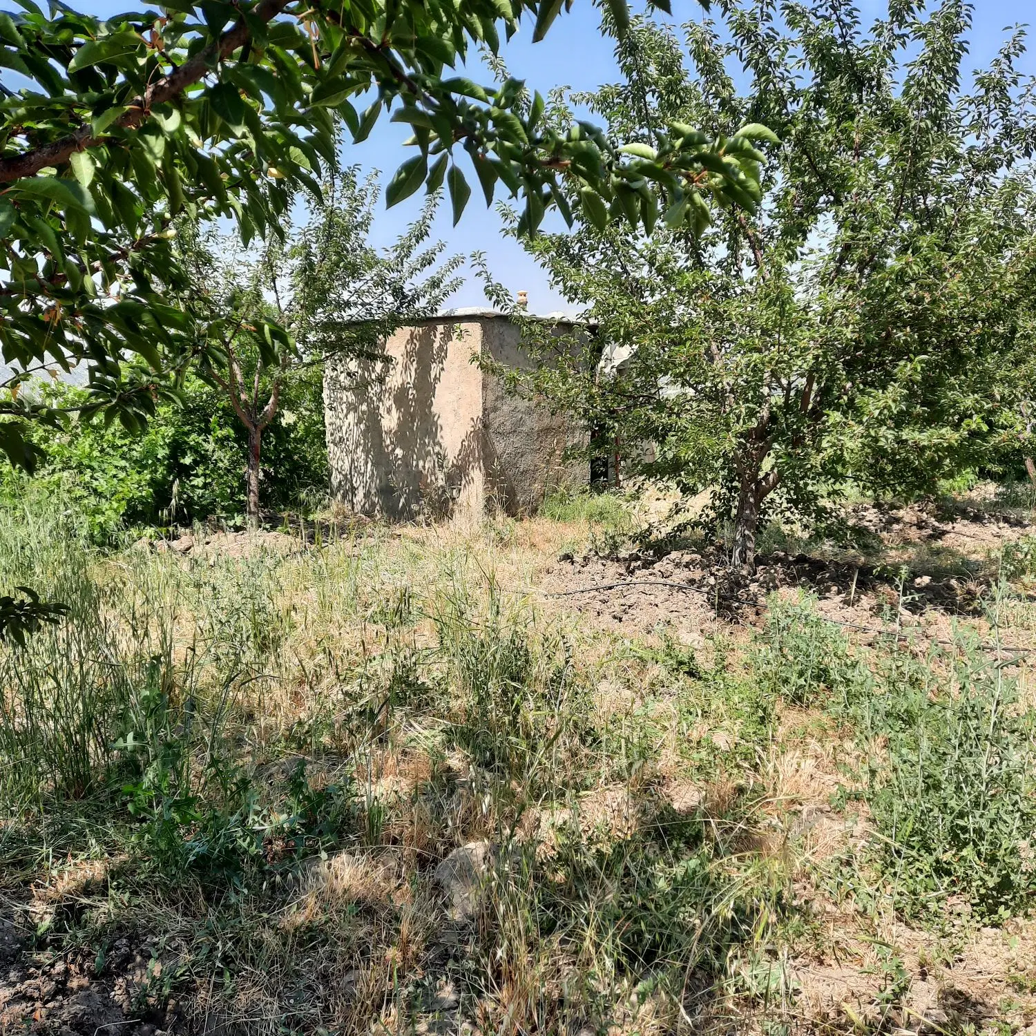 باغ آلبالوی رویایی با چشم اندازی بی نظیر