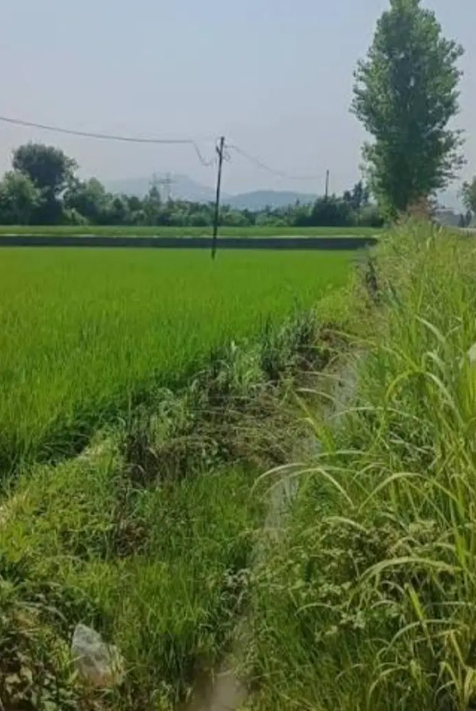 خزانه برنج دمسیاه گل ورچه